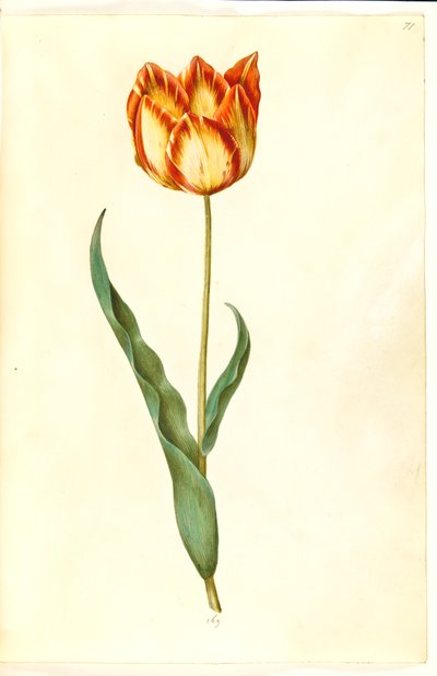 Tulipa gesneriana (Garden Tulip) by Hans Simon Holtzbecker