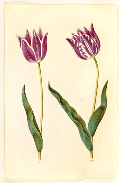 Tulipa gesneriana (Garden Tulip) by Hans Simon Holtzbecker