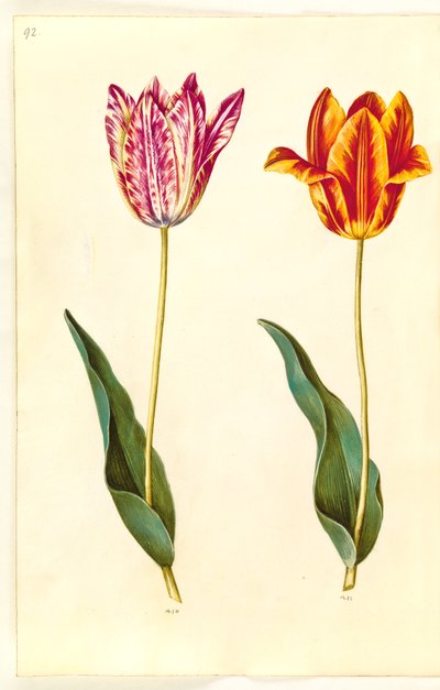 Tulipa gesneriana (garden tulip) by Hans Simon Holtzbecker