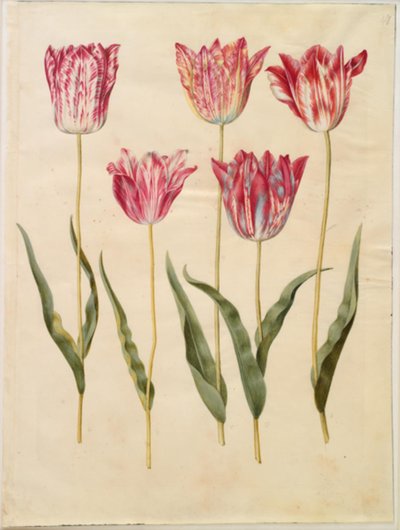 Tulipa gesneriana (Garden Tulip) by Hans Simon Holtzbecker