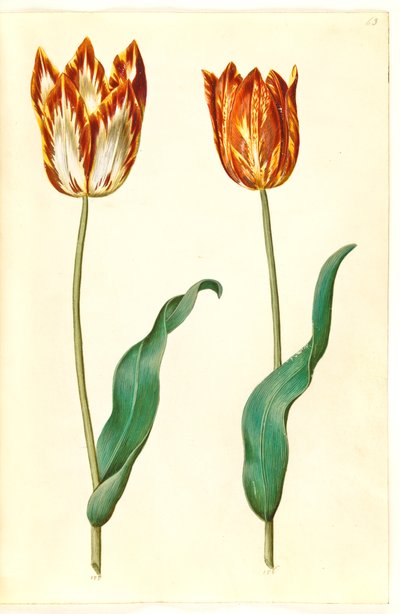 Tulipa gesneriana (Garden Tulip) by Hans Simon Holtzbecker