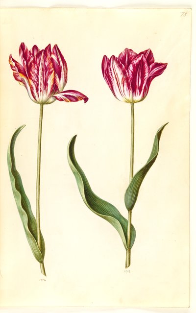 Tulipa gesneriana (Garden Tulip) by Hans Simon Holtzbecker