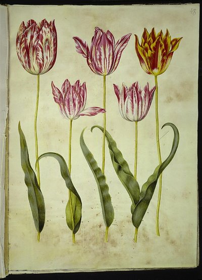 Tulipa gesneriana (Garden Tulip) by Hans Simon Holtzbecker