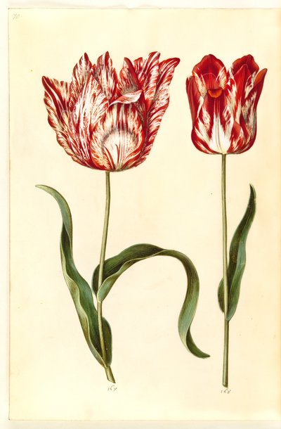 Tulipa gesneriana (Garden Tulip) by Hans Simon Holtzbecker
