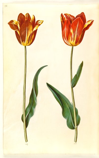Tulipa Gesneriana (Garden Tulip) by Hans Simon Holtzbecker