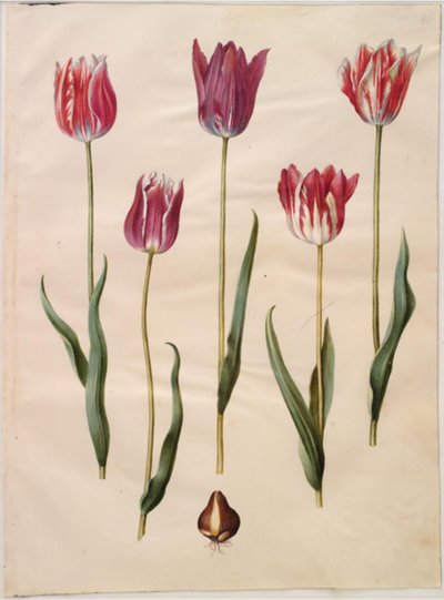 Tulip gesneriana (garden tulip) by Hans Simon Holtzbecker