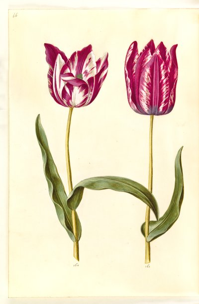 Tulip gesneriana (garden tulip) by Hans Simon Holtzbecker