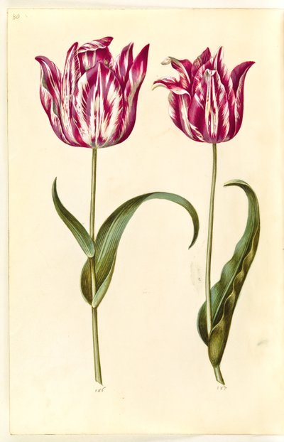 Tulip gesneriana (garden tulip) by Hans Simon Holtzbecker