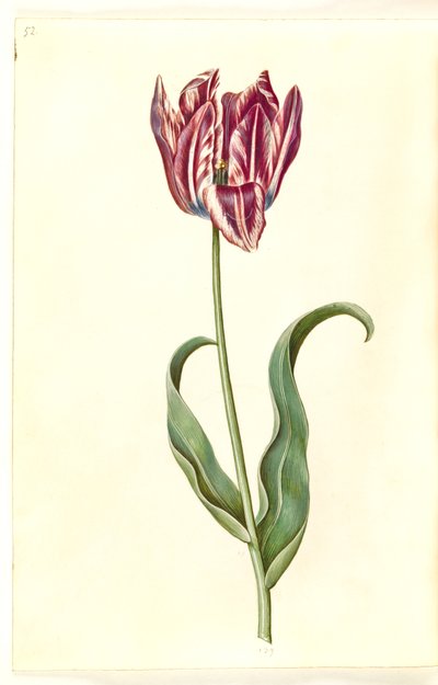 Tulipa gesneriana (garden tulip) by Hans Simon Holtzbecker