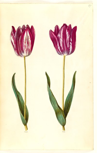 Tulipa gesneriana by Hans Simon Holtzbecker