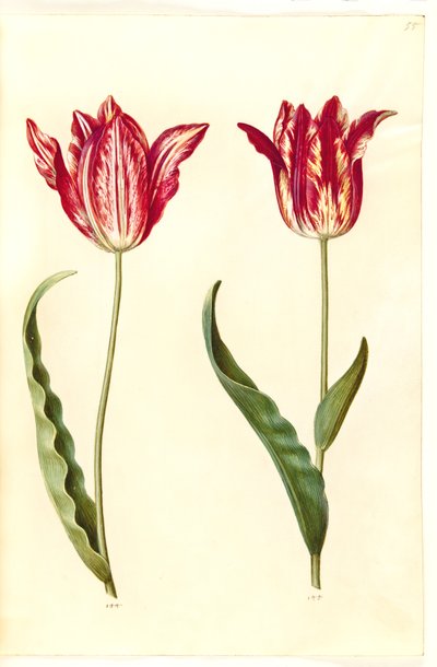 Tulipa Gesneriana (Garden Tulip) by Hans Simon Holtzbecker