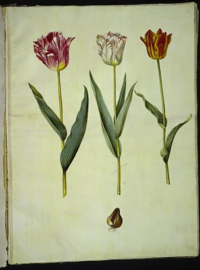 Tulipa gesneriana (Garden Tulip) by Hans Simon Holtzbecker