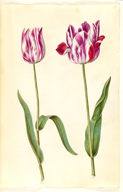 Tulipa gesneriana (Garden Tulip) by Hans Simon Holtzbecker