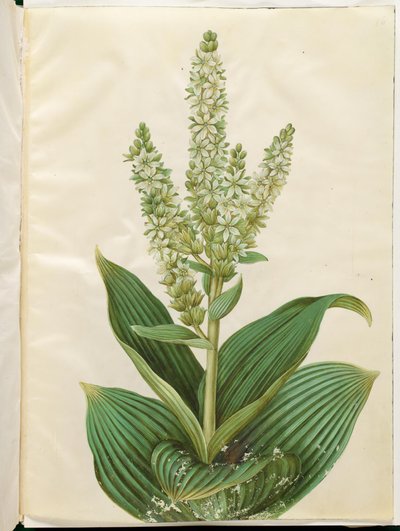 Veratrum Album (White False Hellebore) by Hans Simon Holtzbecker
