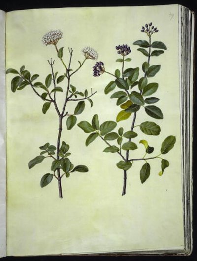 Viburnum tinus (Winter Snowball) by Hans Simon Holtzbecker