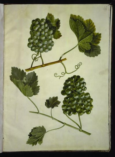 Vitis vinifera (common grapevine) by Hans Simon Holtzbecker