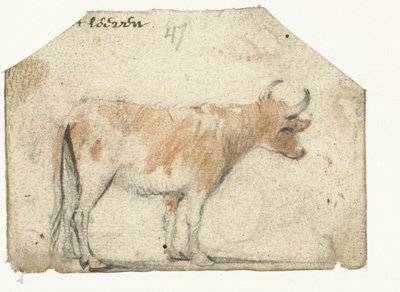 Cow, from the Side by Harmen ter Borch