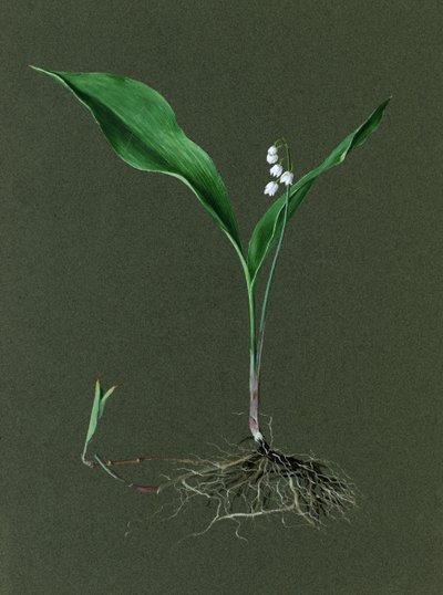 Convallaria majalis Lily of the Valley by Harold Drinkwater