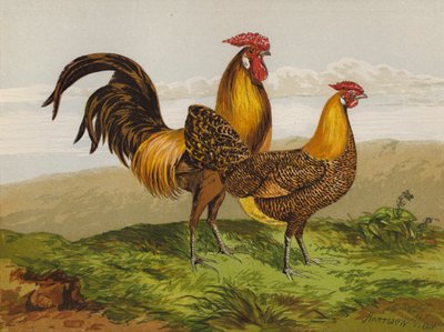 Golden-Pencilled Hamburghs by Harrison William Weir