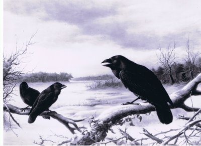 Ravens in winter by Harry Bright