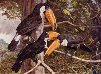 A Group of Toco Toucans by Harry Hamilton Johnston