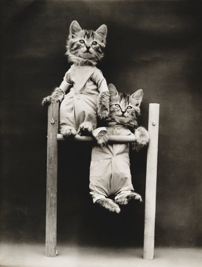 Kitties Series: Exercising, c.1914 by Harry Whittier Frees
