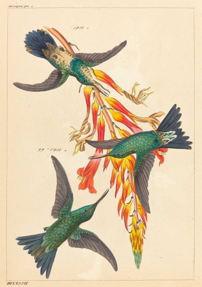 Three Hummingbirds with Plant by Heinrich Gottlieb Ludwig Reichenbach