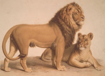 The Lion / Felis Leo by Heinrich Leutemann