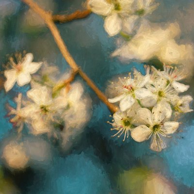 Apple Blossom, 2019 by Helen White