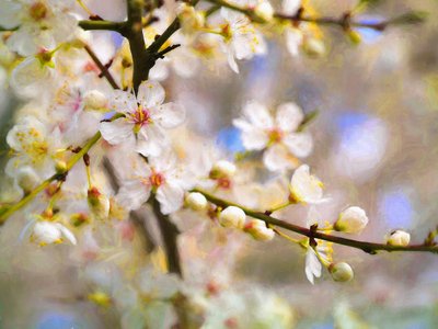 Blossom Joy by Helen White