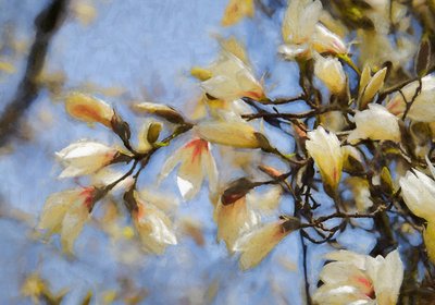 Blue Sky Magnolia by Helen White