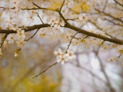 Golden Springtime by Helen White