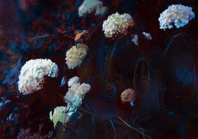 In the Pale Moonlight, 2019 by Helen White