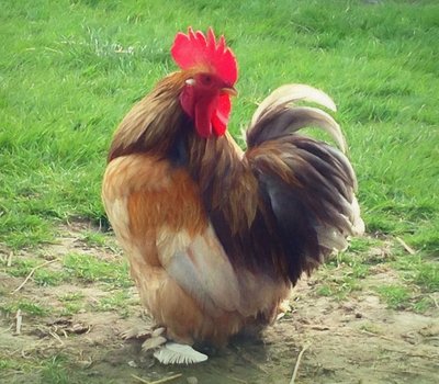 Proud Cockerel by Helen White