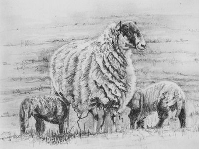 Proud ewe, 2012 by Helen White