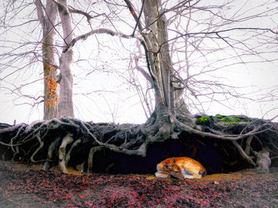 Sanctuary by Helen White