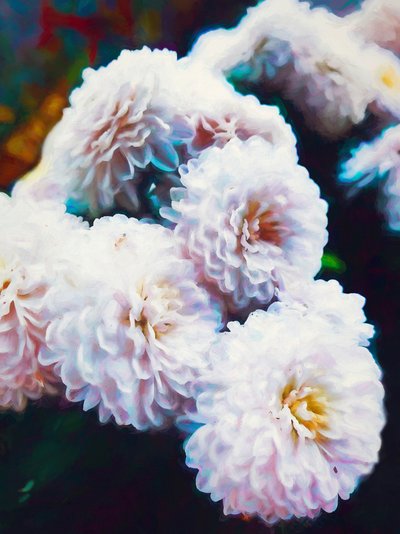 Softly Softly by Helen White