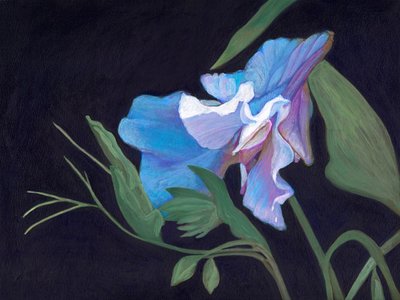 Sweet Pea by Helen White