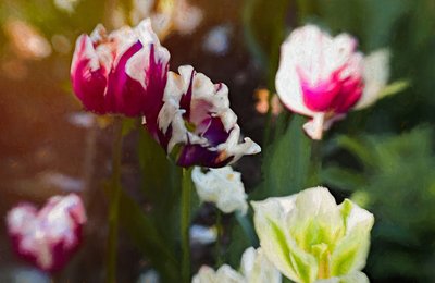 Tulip Patch, 2019 by Helen White