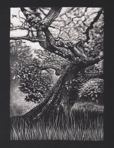 Venerable Oak by Helen White