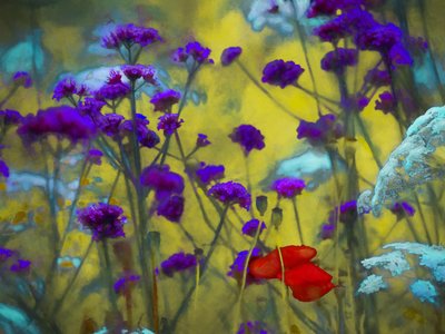 Wild Heart by Helen White