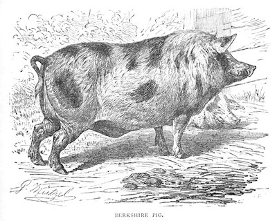 Berkshire Pig by Helena J. Maguire