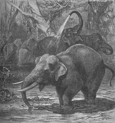 Indian Elephants Bathing by Helena J. Maguire