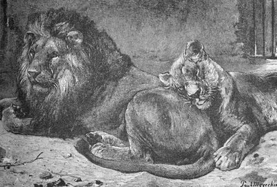 Lion and Lioness by Helena J. Maguire