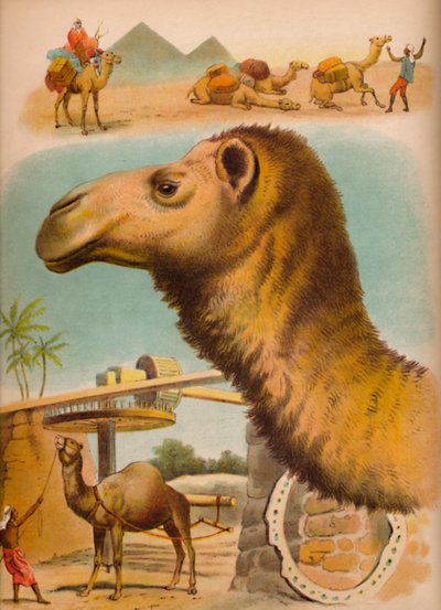 The Camel by Helena J. Maguire