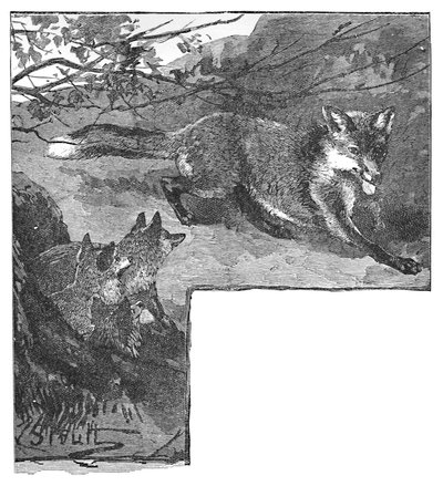 The Fox and Her Cubs by Helena J. Maguire