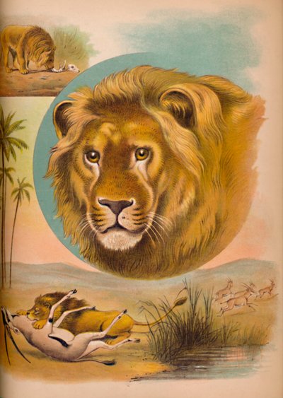 The Lion by Helena J. Maguire