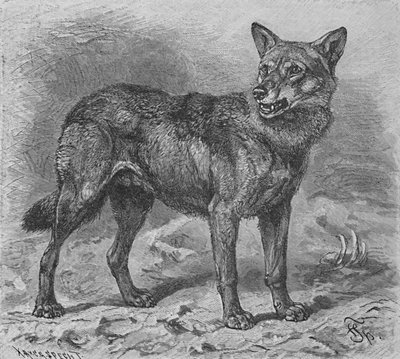 The Wolf by Helena J. Maguire
