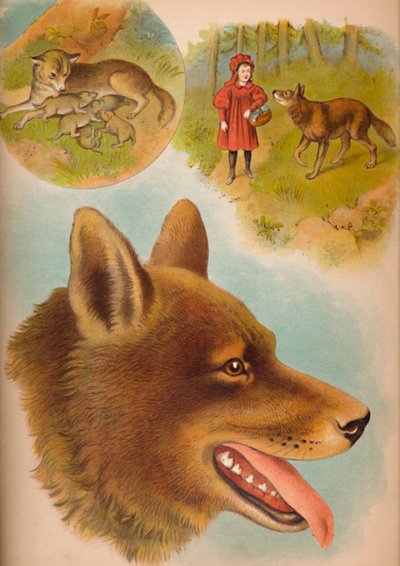 The Wolf by Helena J. Maguire