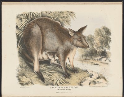 Mammals of Australia: The Kangaroo by Helena Scott
